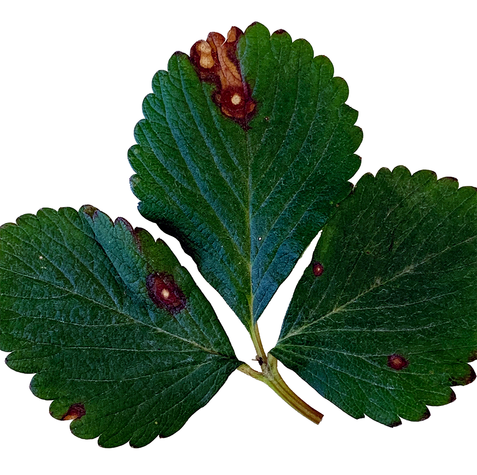 Damaged set of leaves.